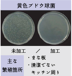 黄色ブドウ球菌