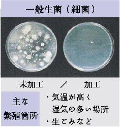 一般生菌（細菌）